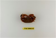 藏品(側足厚蟹)的圖片